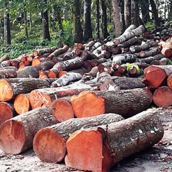 Mahogany-logs.jpg