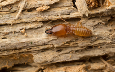 7 Signs Termites in Wood Furniture and How To Get Rid