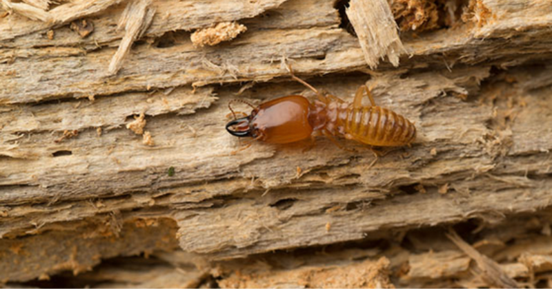 Termites in Wood Furniture and How To Get Rid