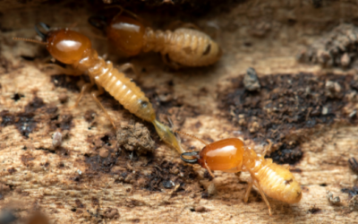 How to Prevent Termites in Wood Furniture: 9 Reliable Tips