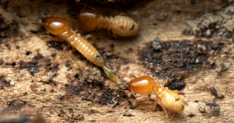 How to Prevent Termites in Wood Furniture