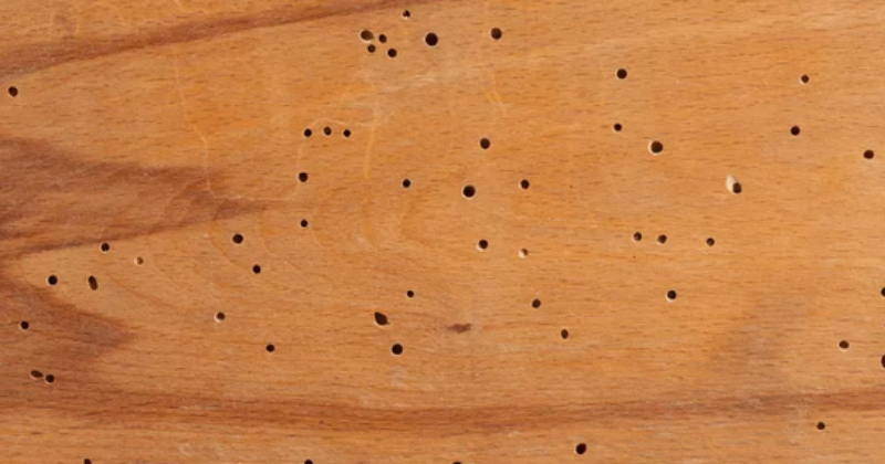 Termites in Wood Furniture and How To Get Rid