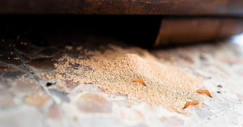 Termites in Wood Furniture and How To Get Rid