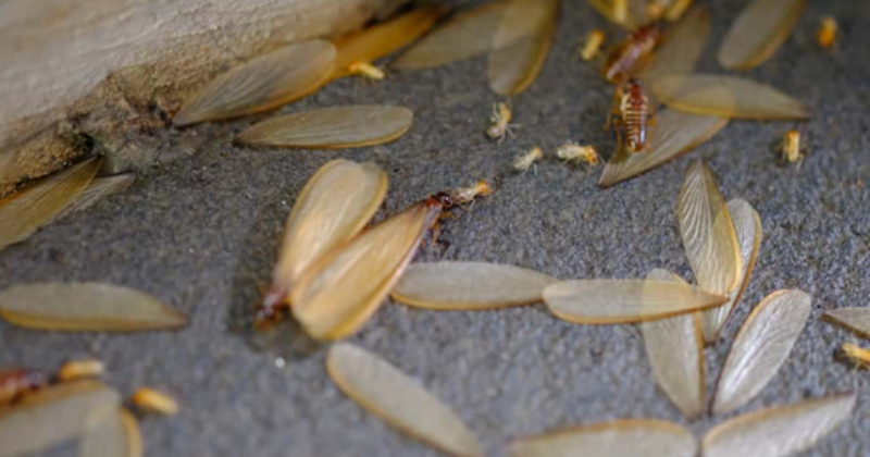 Termites in Wood Furniture and How To Get Rid