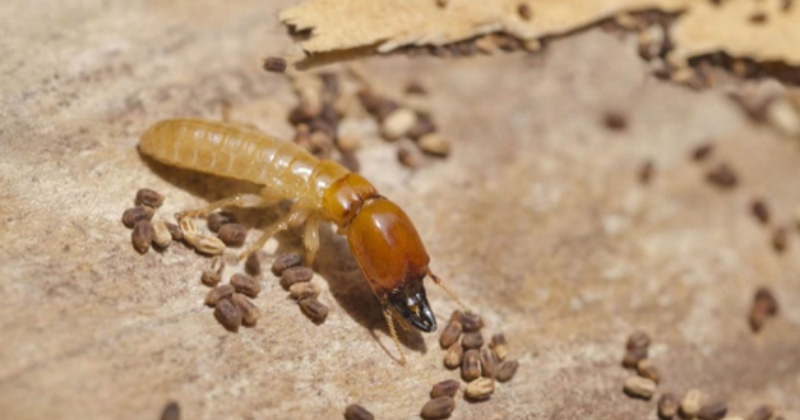 Termites in Wood Furniture and How To Get Rid